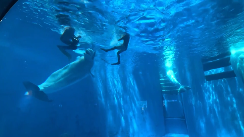 Dramatické záběry z akvária: Běluha zaútočila na potápěče, návštěvníci křičeli hrůzou