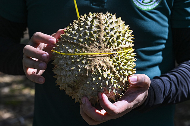 Číňané mají chuť na durian. Páchnoucí ovoce tvoří základ miliardového byznysu