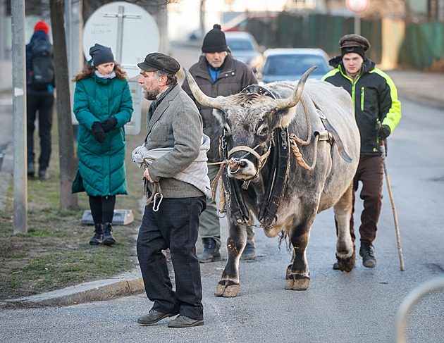Netflix přeměnil Liberec na New York, ulicí se procházel i statný býk